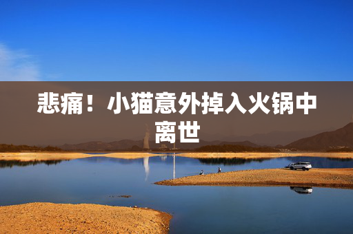悲痛！小猫意外掉入火锅中离世