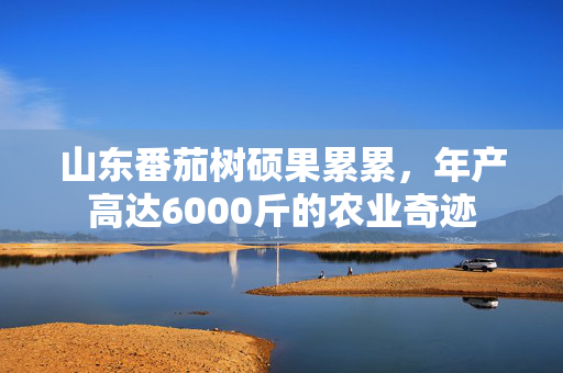 山东番茄树硕果累累，年产高达6000斤的农业奇迹