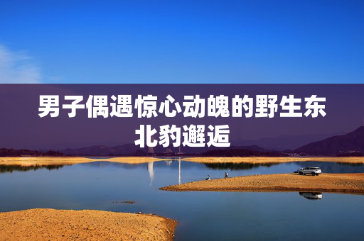 男子偶遇惊心动魄的野生东北豹邂逅